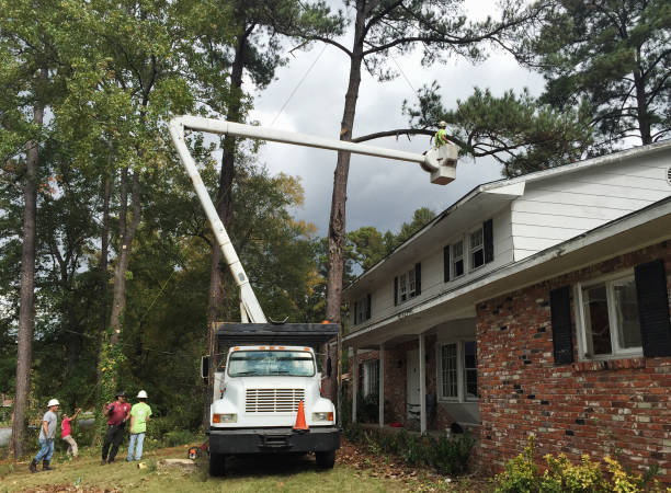 How Our Tree Care Process Works  in  Greer, SC